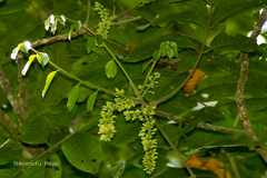 Dysoxylum malabaricum